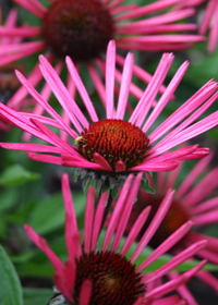 Echinacea 'Burgundy Fireworks'